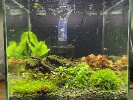 Proud Parent of Cherry Shrimp & ADFs