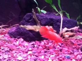 Planted Betta Sorority (Pic Heavy)