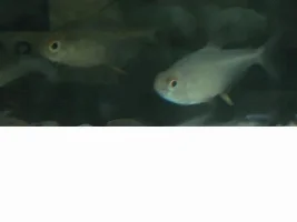 "mould" On Lemon Tetra.