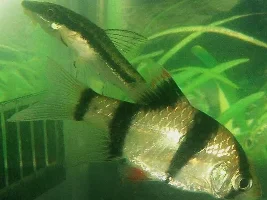My first tiger barb (1 of 3)