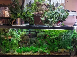 My Fish Room and Fish