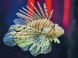 Fish drawings!!