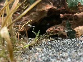 New Apisto