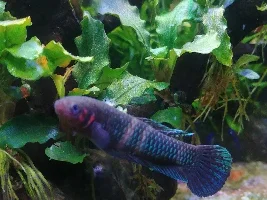 Share your bettas