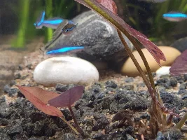 54 litre freshwater aquarium diary