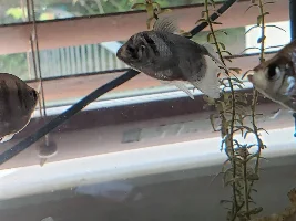 White fungus on damaged widow tetra's eye?