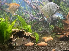 Dither fish… terrible job / life