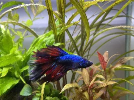 Does my betta look better looking than before?