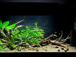 VOTE NOW!..October 2020 Tank of the Month contest (17-30 US gallons)