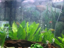 My New Tank