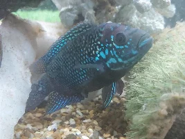 Help me identify my fish
