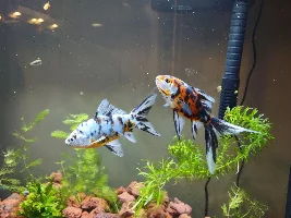My new friends