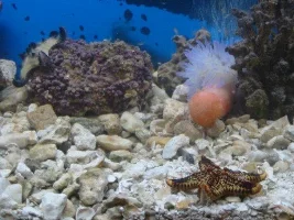 my 55 gl saltwater tank