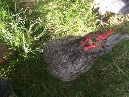 I am getting baby chickens!