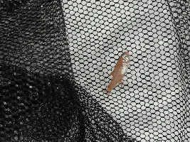 Dead Fish