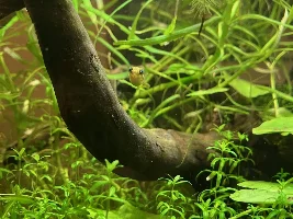 VOTE NOW - December 2024 Fish of the Month Contest(Any Fish)