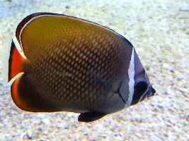 Ripley's Aquarium of Canada 2025