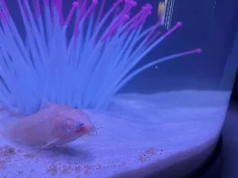 Injured and sick albino cory
