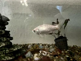 Very sad goldfish in urgent need of home, West Kent