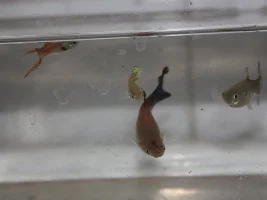 Guppy rescues...