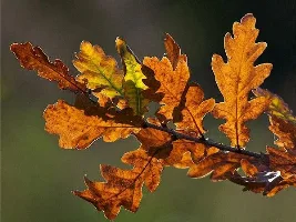 Adding Tree Leaves to a Tank for Biofilm, (UK Trees only).