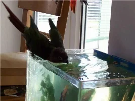 Molly Having A Bath In The Fish Tank!!