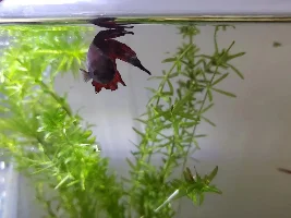 Fin rot, lethargyc behaviour, fish stays at the top of the tank. I need help.