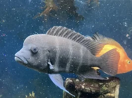 KINDLY POST A FISH OF YOURS