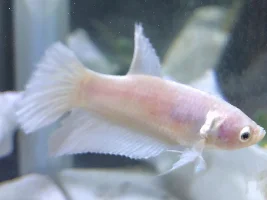 BETTA TUMOR?! Help please!
