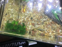 Is she Pregnant?