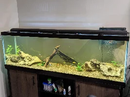 Sickly Fish