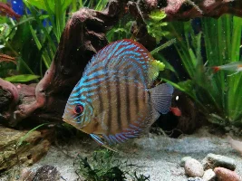 Discus help