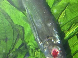 Urgent Helps.. My Payara/vampire Fish Lost One Eye