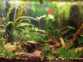 New member & tanks