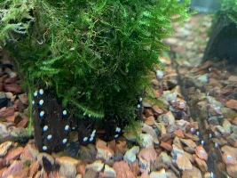 White-cream eggs/shells appearing in tank
