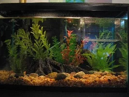 My fish tank and my fishes
