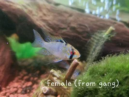 SUNKEN BELLY RAMS HELP (OLD THREAD:violent german blue rams ganging up (HELP)