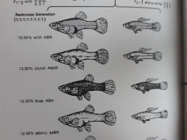 How do guppy tail fin genetics work exactly