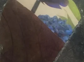 Help Me Identify My New Betta :)