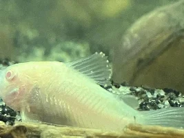 Ich? Or just Albino Cory?