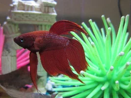 Betta Fin Problem