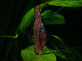 Kens Fish!