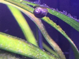 What snail is this?
