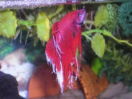 pictures of my bettas