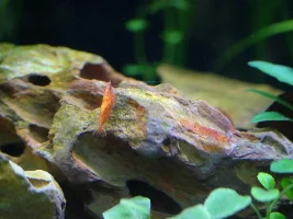 What reading of nitrite does this appear to be?