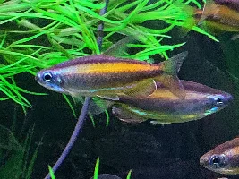 Tell/show us your favorite TETRA
