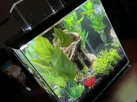 Help! Disease or stress?