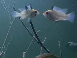 Electric blue rams acting weird!