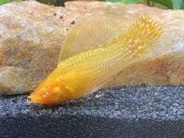 Identify this Molly please