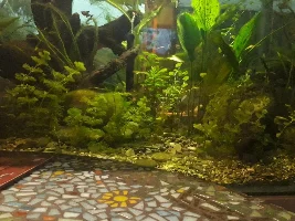 Here I go again 150 gallon reset.